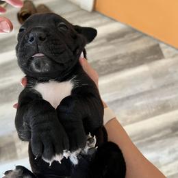 Cane Corso Puppies from The Dorado Ranch