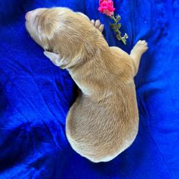 Peaches - Caramel red female Labradoodle puppy in Montrose, Colorado from Ithilien Labradoodles