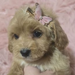 Buttercup - Apricot female Cavapoo puppy in Lebanon, Kentucky from Mosaic Merle Doodles