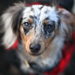 Australian Cattle Dogs, Dachshunds, and German Shepherds from Fox Hill Farm & K9