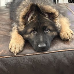 German Shepherd Puppies from Vom Cronje Haus German Shepherds