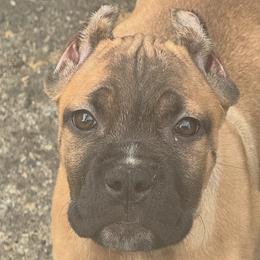 Cane Corso Puppies from Giosci Cane Corso