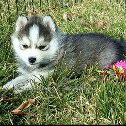 Pomsky Puppies from Indiana Pomsky