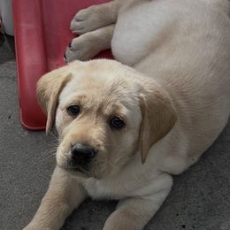 Girl 6 - Yellow Labrador Retriever puppy in Carmichael, California from Red Barn Family Labs