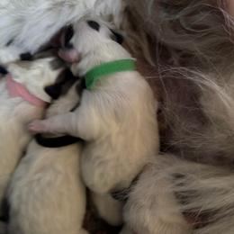 Green collar male - White and badger male Great Pyrenees puppy in Fair Grove, Missouri from Allen Wags & Woolies