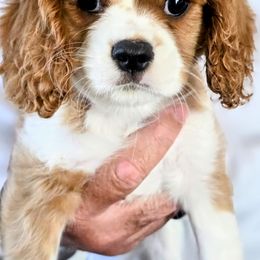 Cavalier King Charles Spaniel Puppies from Dixie Bass