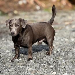 Buoy - American Hunt Terrier