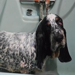 Girl 1 - Black white and tan female Basset Hound puppy in Springfield, Missouri from Baylee’s Bassets