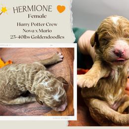 Hermione - Red  female Goldendoodle puppy in Hilton, New York from The House of Goldendoodle