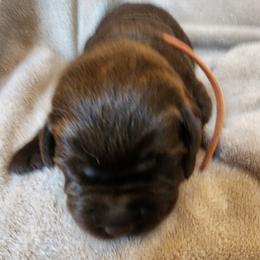 Orange - Chocolate male Labrador Retriever puppy in Siloam Springs, Arkansas from Karemy Kennels (Karemy Labradors)