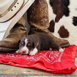 'Lizzie' - Red tri-color female Australian Shepherd puppy in Durand, Wisconsin from Larson’s Legacy Aussome Aussie Kennels
