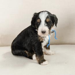 Poseidon - Blue Collar Male - Tri-color male Bernedoodle puppy in Kamas, Utah from A + E Farms