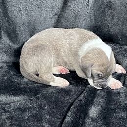 Dark Pink - Blue and white female Great Dane puppy in Aspers, Pennsylvania from Elja Danes