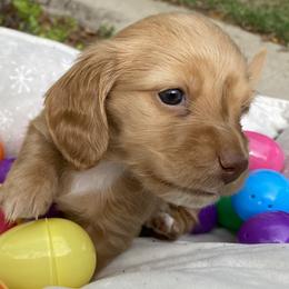 Lacy - Cream female Dachshund puppy in Lake Mary, Florida from Lakeside Doxies