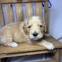 Toasty - Cream male Goldendoodle puppy in Pleasant Prairie, Wisconsin from Prairie Doodle Dogs