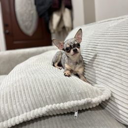 Isabellita 2.5lbs fully grown - Merle Chihuahua puppy in Brooklyn, New York from Cuties 4 You