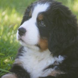 Bernese Mountain Dog Puppies from Lonesome Pine Farm