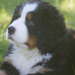 Bernese Mountain Dog Puppies from Lonesome Pine Farm