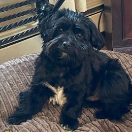 Christopher - Havanese
