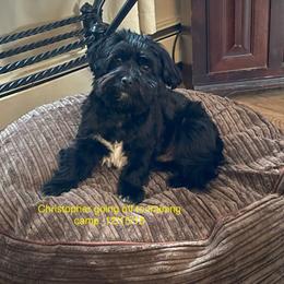 Christopher - Havanese