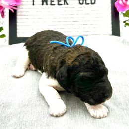 Boy 1 - Poodle puppy in Wildomar, California from Pounds Puppies Poodles