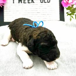 Boy 1 - Poodle puppy in Wildomar, California from Pounds Puppies Poodles