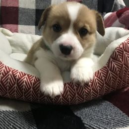Pembroke Welsh Corgi Puppies from Hammon Pembroke Welsh Corgis
