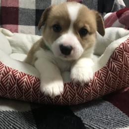 Pembroke Welsh Corgi Puppies from Hammon Pembroke Welsh Corgis