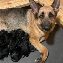 German Shepherd puppies from American Viking GSD Ranch