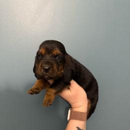 Dumbledor - Black white and tan male Basset Hound puppy in Leroy, Michigan from Iron Sentry Farms