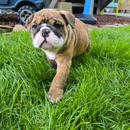 Zeus - Red brindle and white male Bulldog puppy in Strongsville, Ohio from Magnifique Bulldogs