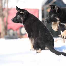 German Shepherd Puppies from Lindenhill GSD