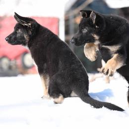 German Shepherd Puppies from Lindenhill GSD