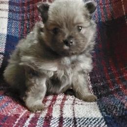 Companion Cross, Pomeranian, and Sheepadoodle Puppies from Fluffy Wonders Poms and Doodles