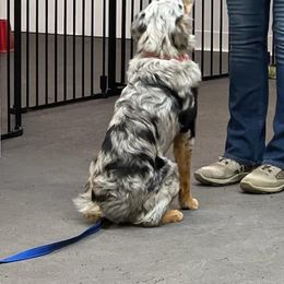 Australian Shepherd Puppies from Twist'n Tops Farm & Kennel
