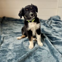 Midnight - Black tri-color male Australian Shepherd puppy in Columbia Falls, Montana from Firefly Horse Co Wellness Retreat Center