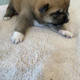 Rocky - Red male Shiba Inu puppy in Monett, Missouri from Happy Tails Shiba Inus