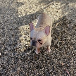 French Bulldog and Labrador Retriever Puppies from Desiree Ortiz's French Bull Dogs and Labrador Retrievers