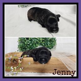 Jenny - Brown female Schnoodle puppy in Lebanon, Missouri from Cedar Glades Canines