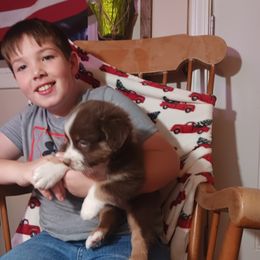 Australian Shepherd Puppies from Van Huitt Australian Shepherds