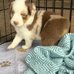 ASDR 2 Blue's Kindle My Fire - Red merle female Toy Australian Shepherd puppy in Tremont, Tennessee from 2 Blue Toy Aussies