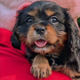 Puppy Paws - Black and tan male Cavalier King Charles Spaniel puppy in Fairfax, Virginia from The Kings Cavaliers