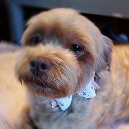 Leeia - Havanese