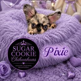 Chihuahua Puppies from Sugar Cookie Chihuahuas