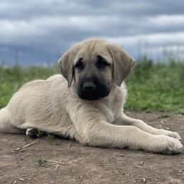 Anatolian Shepherd Dog Puppies from Wild Rooster Family Farm – AKC Anatolian Shepherd Breeder, OFA Health Tested