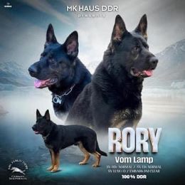 Rory - German Shepherd