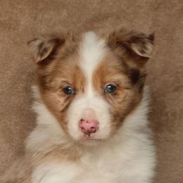 Pink - Red merle female Border Collie puppy in Courtland, Alabama from C Bar C Ranch Border Collies