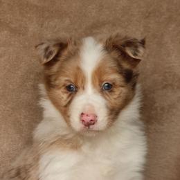 Pink - Red merle female Border Collie puppy in Courtland, Alabama from C Bar C Ranch Border Collies