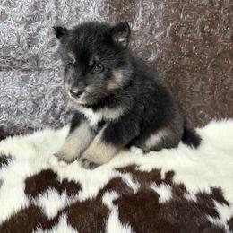 Carrot - Black tan and white female Siberian Husky puppy in Folsom, Louisiana from Geaux Fluffy