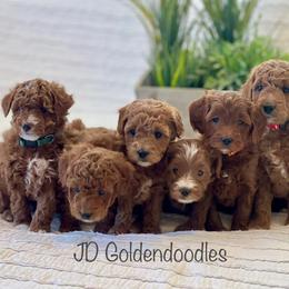 Goldendoodle puppies from JD Goldendoodles